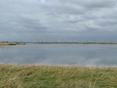 Our first coastal windfarm sighting!